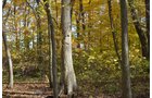 Property photo 5 - 75.3 Acres Offered in 2 Tracts